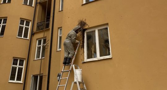 Bisvärmen på fasaden mot Storgatan 6