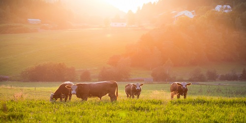 Livestock,Grazing,During,Sunset,In,An,Idyllic,Valley,,Sweden